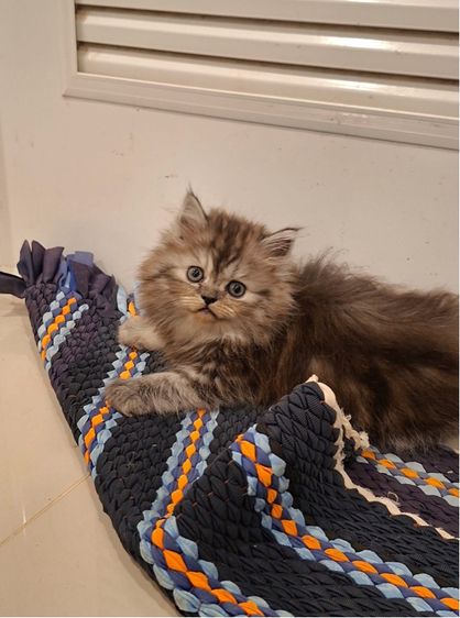 สก็อตติชโฟลด์