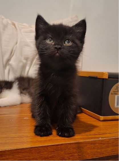 สก็อตติชโฟลด์ รูปที่ 3