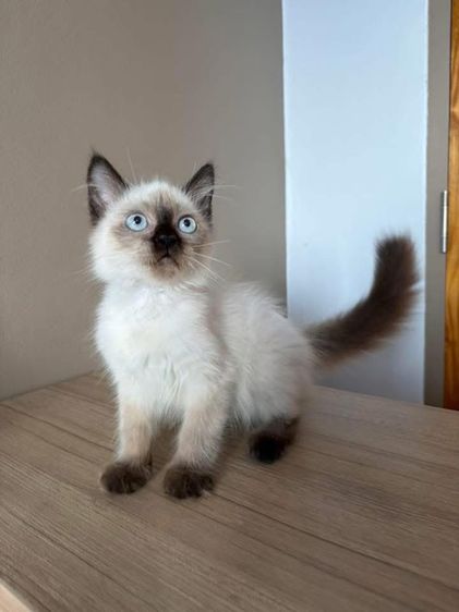 แมวบลูพ้อย 