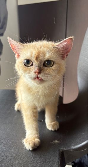 แมวสก็อตติช  รูปที่ 3