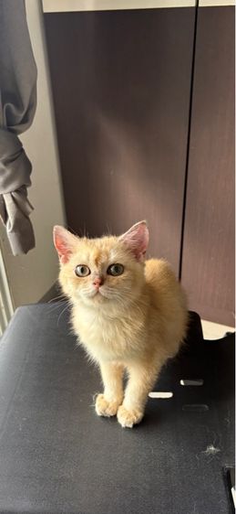 แมวสก็อตติช  รูปที่ 2