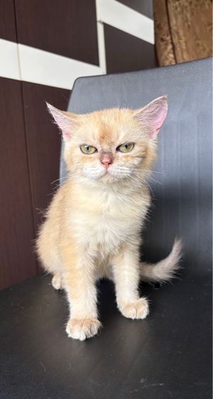 แมวสก็อตติช  รูปที่ 4