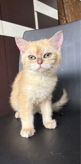 แมวสก็อตติช  รูปที่ 5