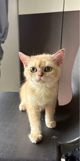 สก็อตติช โฟลด์ (Scottish Fold) แมวสก็อตติช 