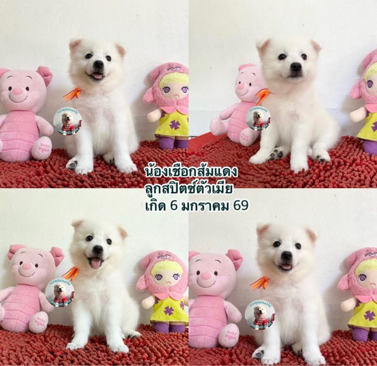 ลูกสปิตซ์หาบ้านผู้ 2 เมีย 5 ตัวกลมๆกินเก่ง แข็งแรง รูปที่ 6