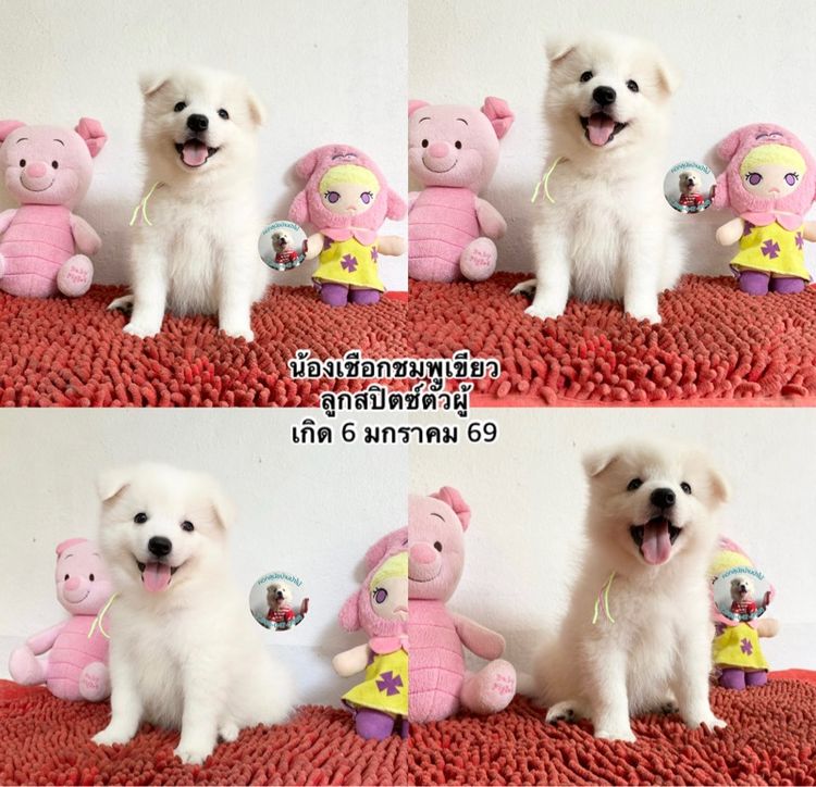 ลูกสปิตซ์หาบ้านผู้ 2 เมีย 5 ตัวกลมๆกินเก่ง แข็งแรง รูปที่ 2