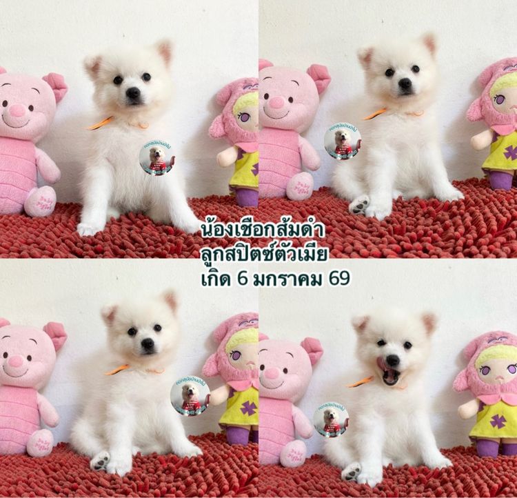 ลูกสปิตซ์หาบ้านผู้ 2 เมีย 5 ตัวกลมๆกินเก่ง แข็งแรง รูปที่ 5