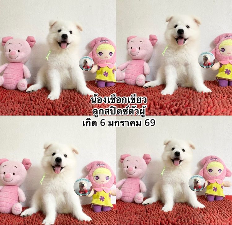 ลูกสปิตซ์หาบ้านผู้ 2 เมีย 5 ตัวกลมๆกินเก่ง แข็งแรง