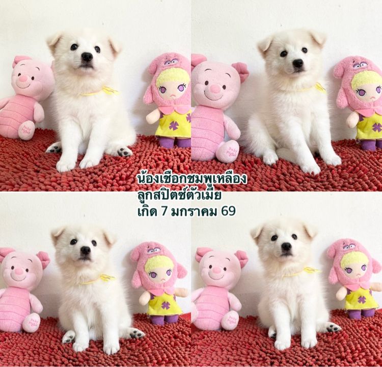 ลูกสปิตซ์หาบ้านผู้ 2 เมีย 5 ตัวกลมๆกินเก่ง แข็งแรง รูปที่ 4