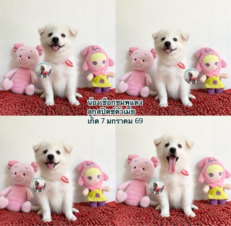 ลูกสปิตซ์หาบ้านผู้ 2 เมีย 5 ตัวกลมๆกินเก่ง แข็งแรง รูปที่ 7