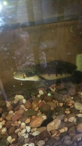 ปลาช่อนข้าหลวง สุราษณ์กับข้าหลวงเหลืองเซนทรารั่ม รูปที่ 3