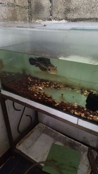 ปลาช่อนข้าหลวง สุราษณ์กับข้าหลวงเหลืองเซนทรารั่ม รูปที่ 4