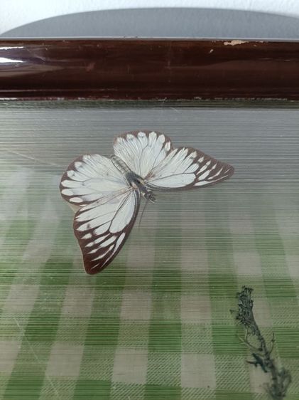 ถาดเซิฟสต๊าฟผีเสื้อ รูปที่ 4