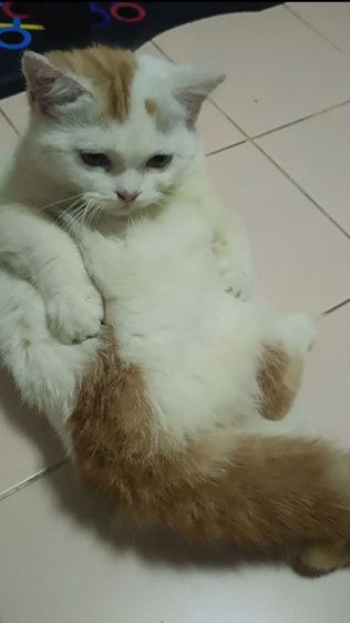 แมวสก๊อตติช