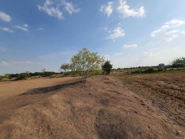 ขายด่วนที่ดินคลองห้า 1 ไร่ ถมแล้วทั้งแปลง ติดถนนคอนกรีต ซ.กลั่นกรอง อ.คลองหลวง จ.ปทุมธานี รูปที่ 3