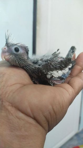 คอกคาเทล ขายลูกป้อนนกค๊อกคาเทสสีขาวไวท์เฟส..เชื่องๆ..ป้อนง่าย..สนใจโทร 0929135188