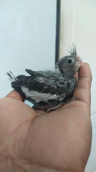 ขายลูกป้อนนกค๊อกคาเทสสีขาวไวท์เฟส..เชื่องๆ..ป้อนง่าย..สนใจโทร 0929135188 รูปที่ 2