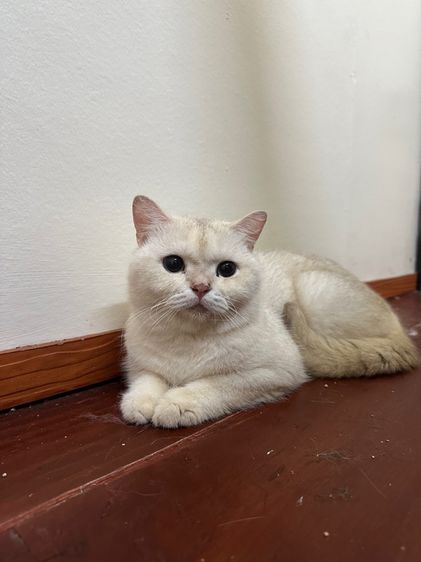 แมวพันธุ์ British shorthair  รูปที่ 4