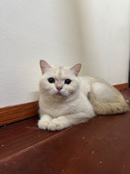 แมวพันธุ์ British shorthair  รูปที่ 5