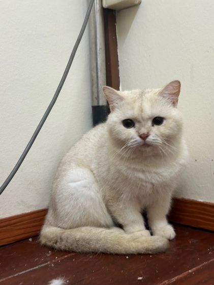 แมวพันธุ์ British shorthair  รูปที่ 2