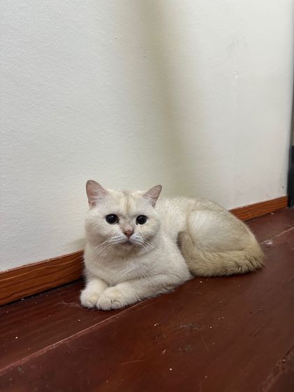 แมวพันธุ์ British shorthair  รูปที่ 6