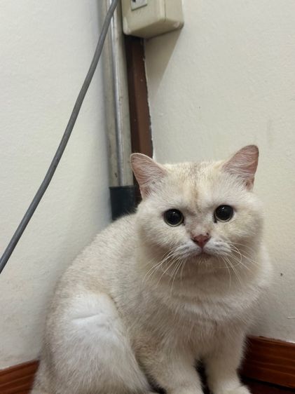 แมวพันธุ์ British shorthair  รูปที่ 3