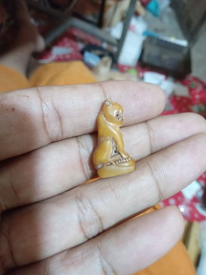 สิงห์กะเสือเก่าๆ