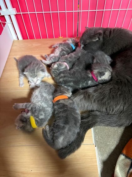 สก็อตติชแท้