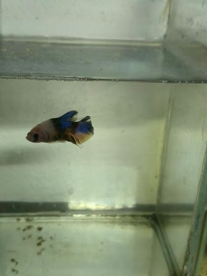 ปลากัด สวยงาม รูปที่ 10