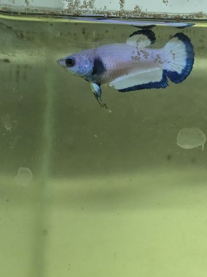 ปลากัด สวยงาม รูปที่ 14