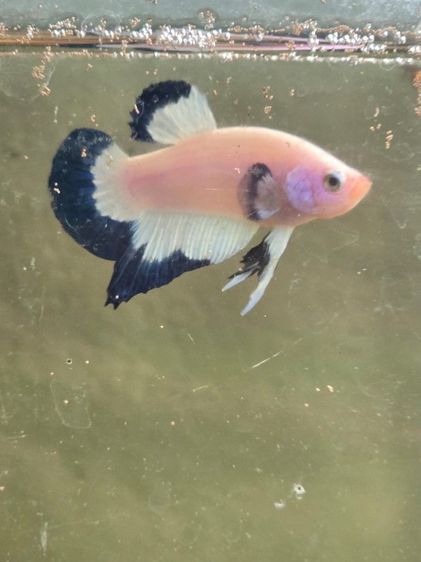 ปลากัด สวยงาม รูปที่ 7