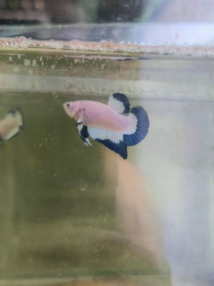 ปลากัด สวยงาม รูปที่ 2