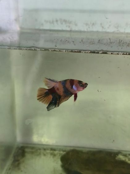 ปลากัด สวยงาม รูปที่ 11