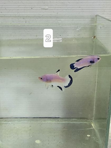 ปลากัด สวยงาม รูปที่ 9