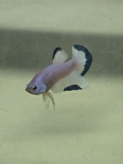 ปลากัด สวยงาม รูปที่ 13