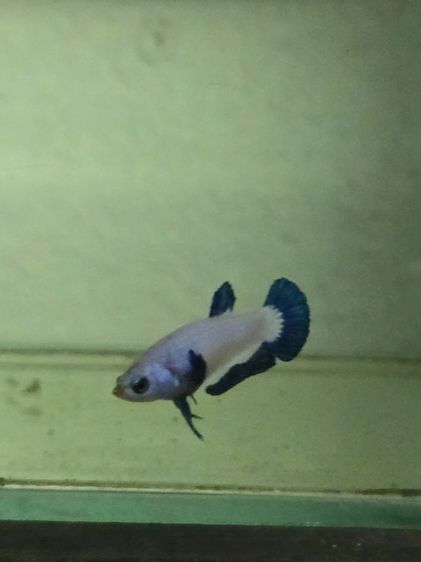 ปลากัด สวยงาม รูปที่ 8