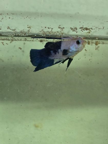 ปลากัด สวยงาม รูปที่ 6