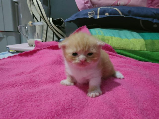 เด็กชายมัชกิ้นขาสั้น รูปที่ 2