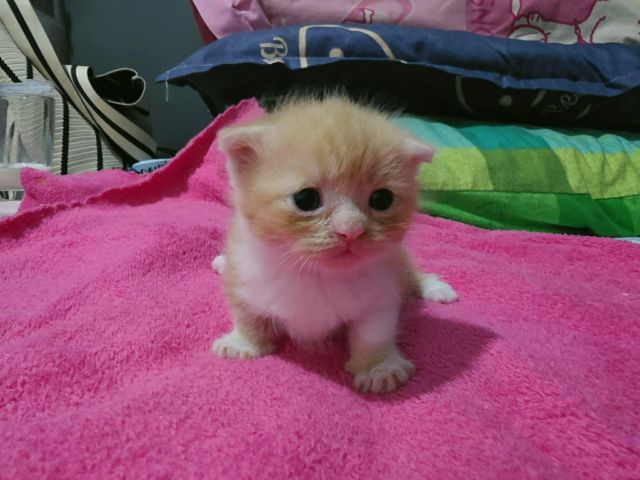 มันช์กิ้น (Munchkin) เด็กชายมัชกิ้นขาสั้น