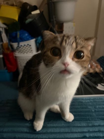 Scottish fold เพศเมีย รูปที่ 2