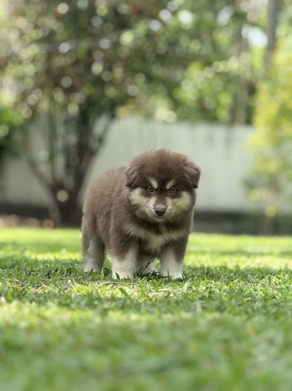 ไซบีเรียนผสมอลาสกัน