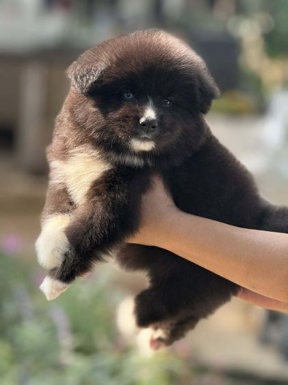 ไซบีเรียนผสมอลาสกัน