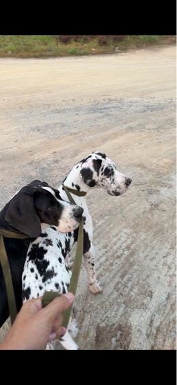 เกรทเดน (Great Dane) ้กรทเดน