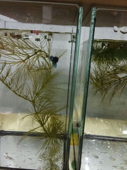 ขายลูกปลากัดจีนมีหลายสีครับ รูปที่ 6