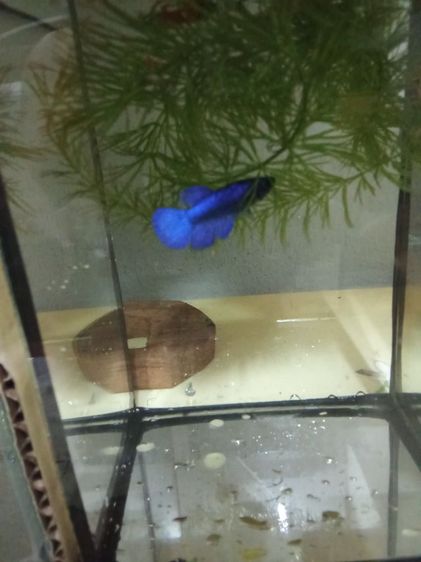 ขายลูกปลากัดจีนมีหลายสีครับ รูปที่ 5