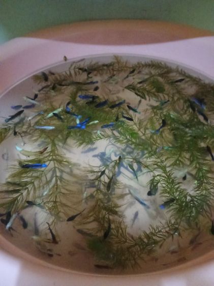 ขายลูกปลากัดจีนมีหลายสีครับ