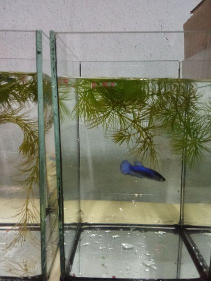 ขายลูกปลากัดจีนมีหลายสีครับ รูปที่ 2