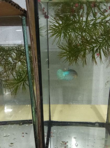 ขายลูกปลากัดจีนมีหลายสีครับ รูปที่ 8