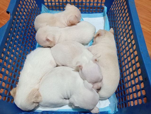 ชิวาวาขนสั้นขนยาว รูปที่ 2