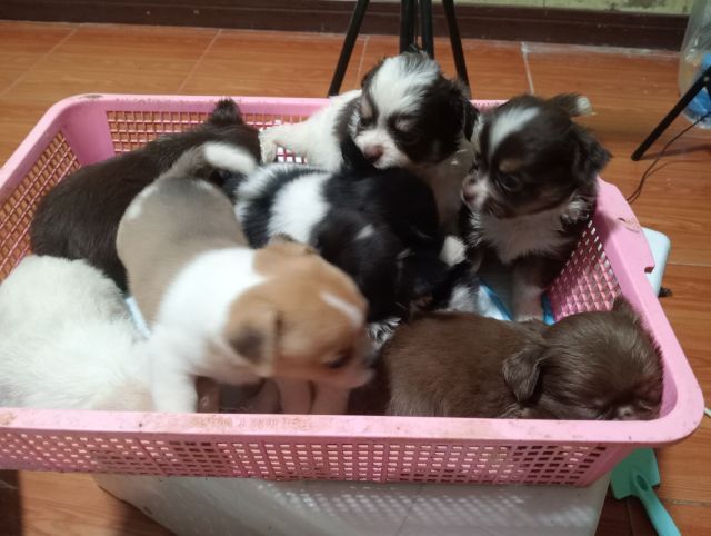 ชิวาวา (Chihuahua) เล็ก ชิวาวาขนสั้นขนยาว